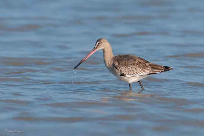 小鸟 wbr伊人 wbr珍珠婚
