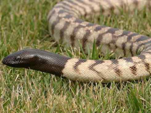 龙:传说的兽原型探秘(树蟒类) 龙:传说的兽原型探秘(树蟒类)