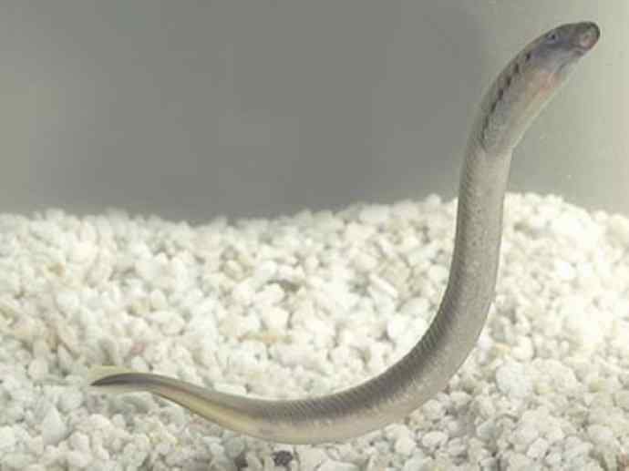 鱼类活化石：背眼七鳃鳗