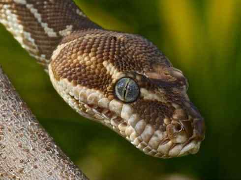 龙:传说的兽原型探秘(树蟒类) 龙:传说的兽原型探秘(树蟒类)