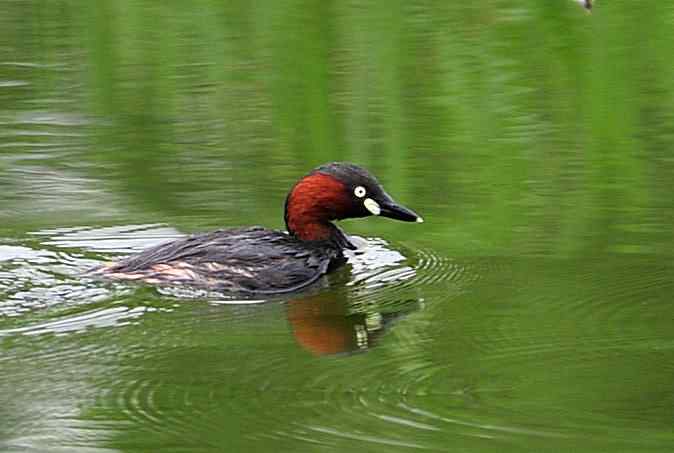 小鸊鷉掐架(圆明园)