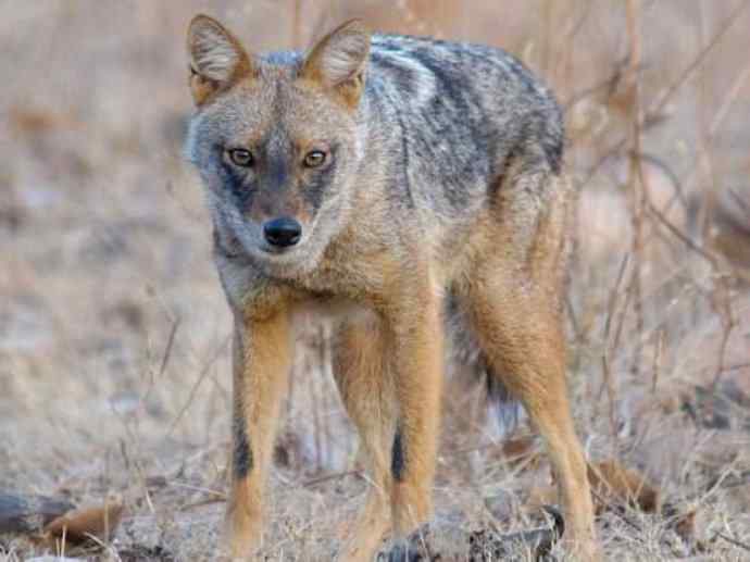 犬科：犬亚科犬属之金豺、黑背豺（胡狼类）