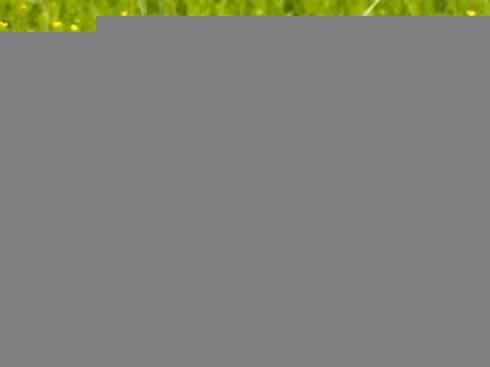 麒麟:传说的兽原型探秘(梅花鹿) 麒麟:传说的兽原型探秘(梅花鹿)