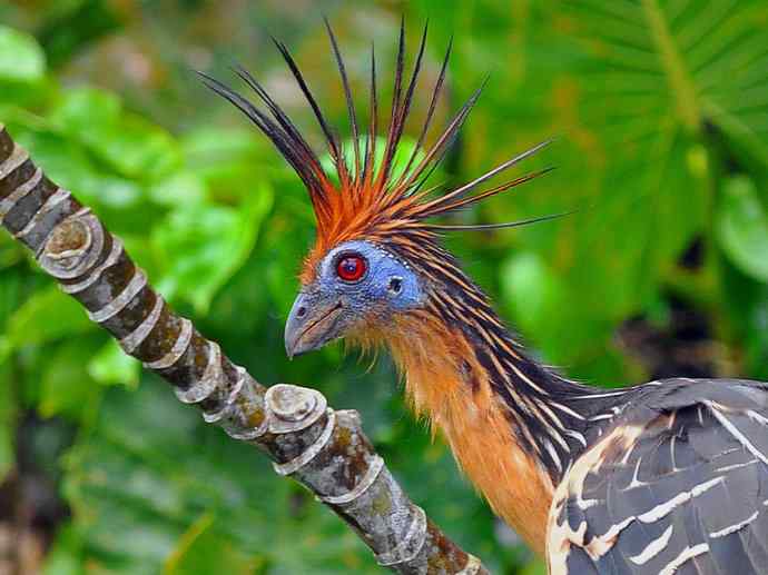 犬科：薮犬亚科薮犬属之薮犬