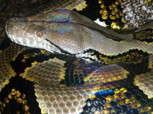 龙：传说的兽原型探秘（蟒蛇类）