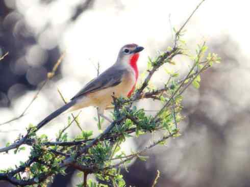 美丽无罪：雀鸟之丛伯劳