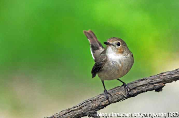 雌性红喉姬鹟（3）