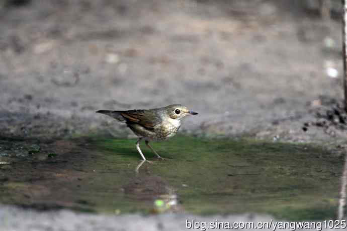 雌性蓝歌鸲（8）
