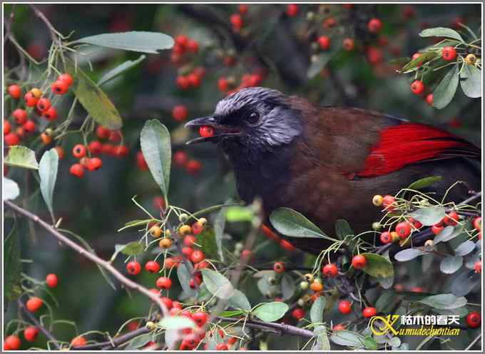 噪鹛系列之四：丽色噪鹛【照片】