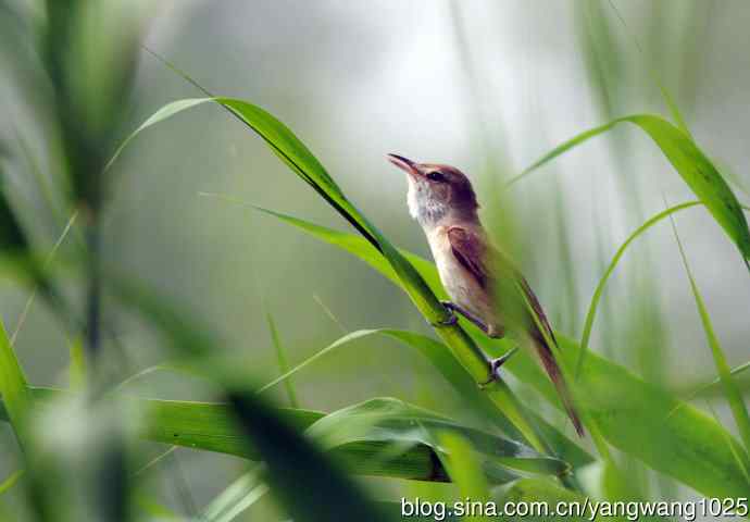 东方大苇莺