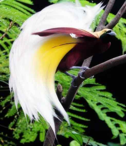 美丽无罪：雀鸟之极乐鸟