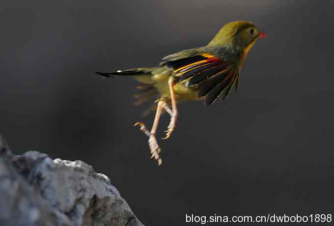 相思趣拍-贺三八国际妇女节
