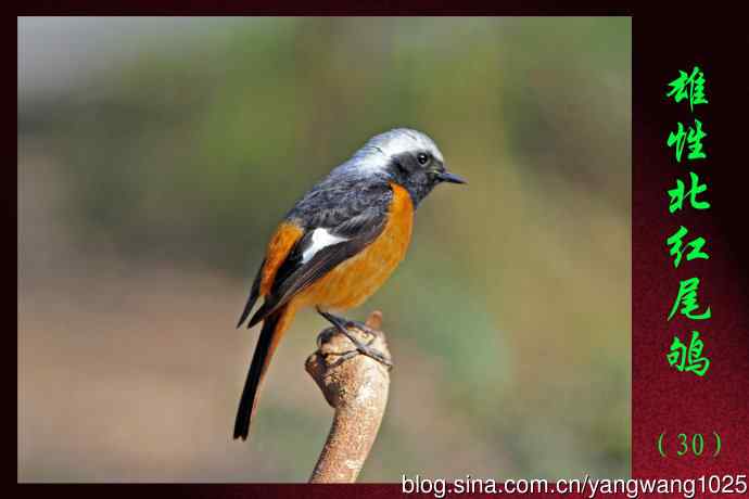 北京天坛公园的鸟类——雄性北红尾鸲(30)