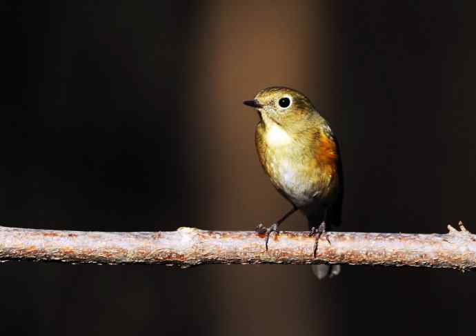 雌性红胁蓝尾鸲（19）