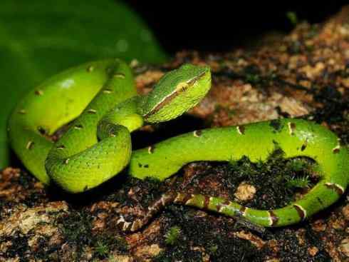 龙:传说的兽原型探秘(蝮蛇类) 龙:传说的兽原型探秘(蝮蛇类)