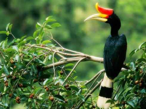 奇特的盔:盔犀鸟