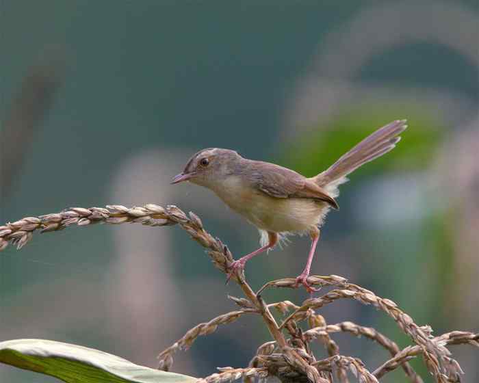 杭州老郑摄影续 杭州老郑摄影续