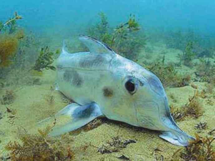 鱼类活化石：叶吻银鲛
