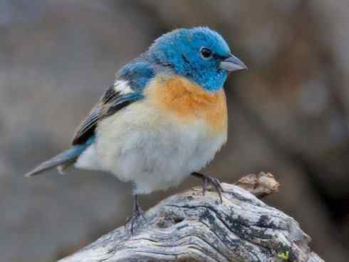 美丽无罪：雀鸟之彩鹀