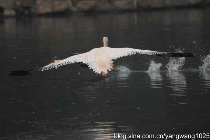 再拍鹈鹕 wbr11 再拍鹈鹕 wbr11