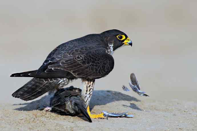 游隼de饕餮盛宴