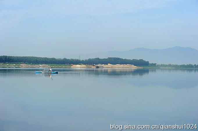 沙河水库.可爱小鸟环颈鸻