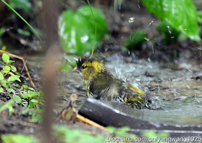 冲凉的小黄雀（2）