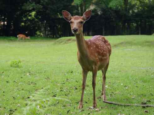 麒麟:传说的兽原型探秘(梅花鹿) 麒麟:传说的兽原型探秘(梅花鹿)