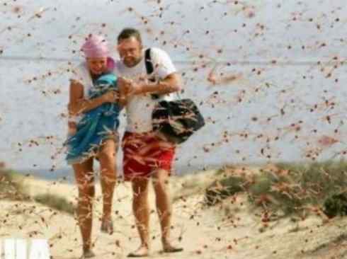 自然奇观：动物大迁徙(东亚飞蝗）