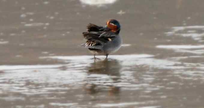 小燕子穿花衣 小燕子穿花衣