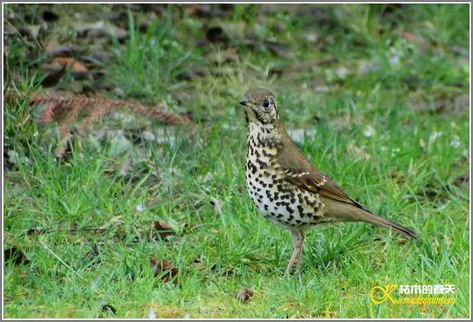 RP？鸟运？【照片】