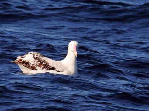 猎奇：奇特的鸟喙之七