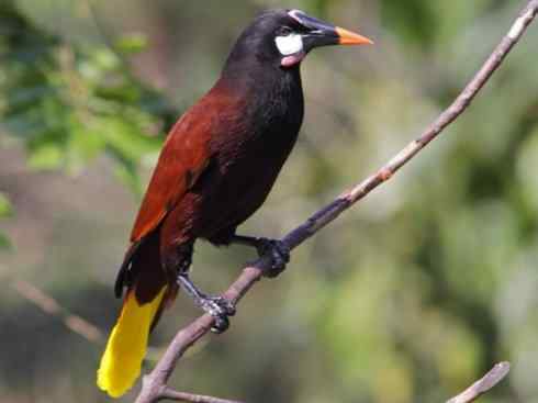 奇特的盔:拟椋鸟 奇特的盔:拟椋鸟
