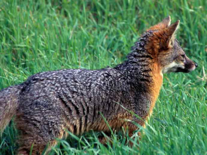 犬科：狐亚科灰狐属之灰狐、岛屿灰狐