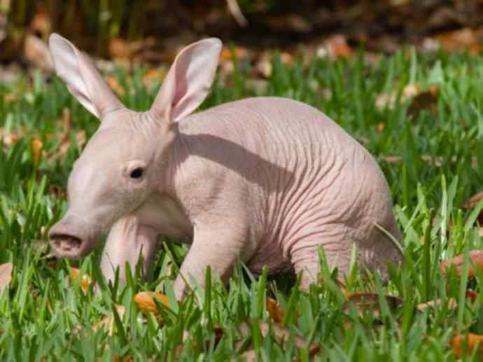 盘点十二大著名食蚁动物：土豚