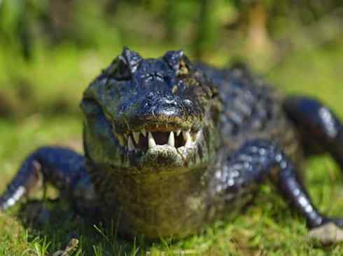 龙:传说的兽原型探秘(短吻鳄类) 龙:传说的兽原型探秘(短吻鳄类)