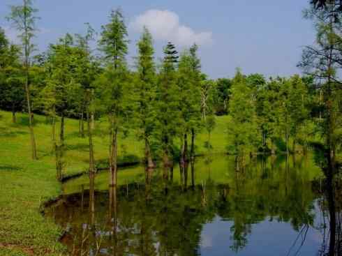 鱼类活化石:澳洲肺鱼 鱼类活化石:澳洲肺鱼