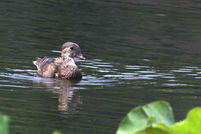 摄鸟拾趣 wbr鸳鸯的再邂逅（亚成）2012.06
