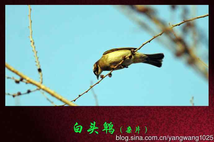 北京天坛公园的鸟类——白头鹎（杂片）