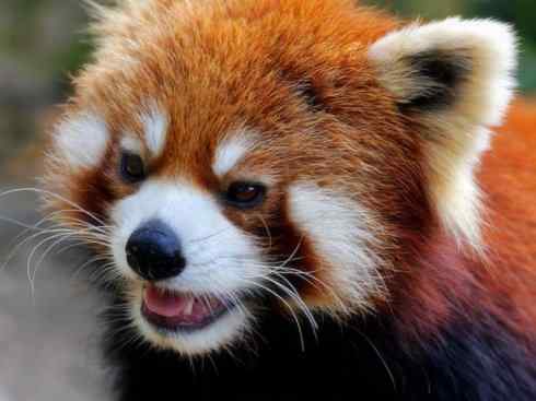 动物世界：山寨还是原创？（小熊猫、浣熊）