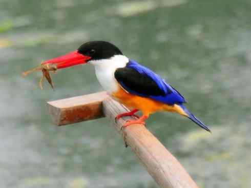 绝色攀禽：佛法僧目