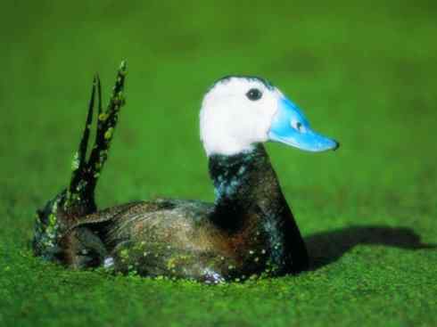 白头鸟系列：另类的美丽（白头硬尾鸭）