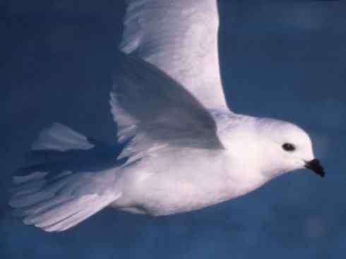 奇特的盔:雪海燕 奇特的盔:雪海燕