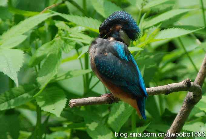 小小翠儿沐浴着父爱快乐成长--献给父亲节
