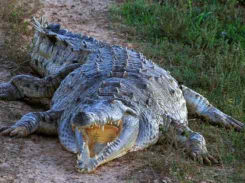 龙：传说的兽原型探秘（鳄类）