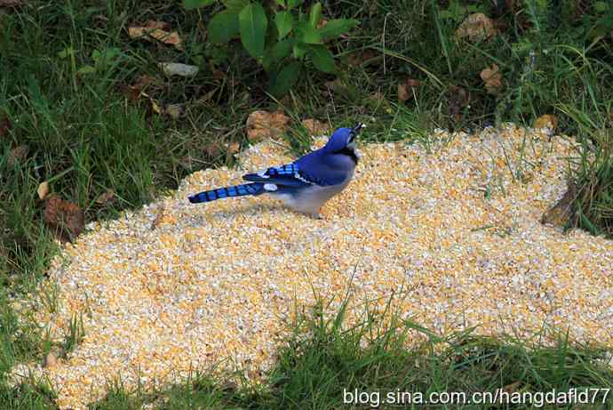 美国鸟类摄影——冠蓝鸦（4）