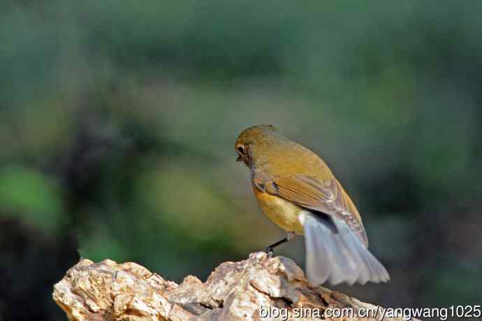 雌性红胁蓝尾鸲（73）