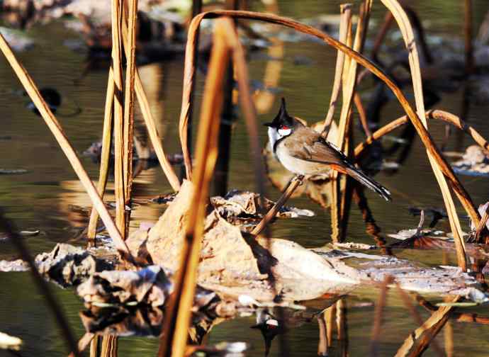 残荷上的红耳鹎