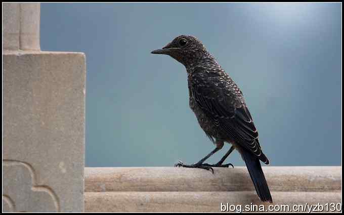 金海湖的鸟（3）鈥斺斃俄娥矗ㄗ橥迹