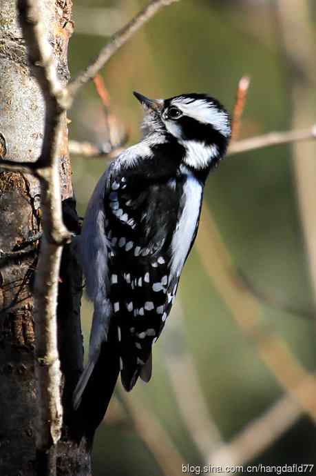 美国鸟类摄影——绒啄木鸟：雌鸟